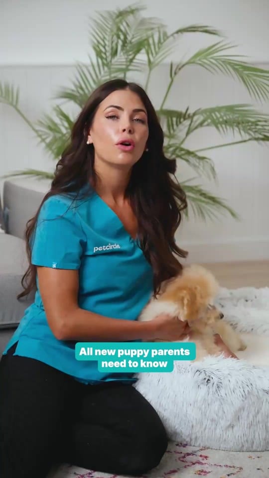 Post 6 by Pet Circle on TikTok (video)
