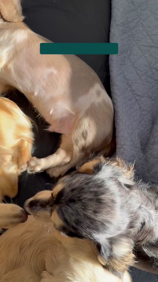 Post 7 by Pet Circle on TikTok (video)