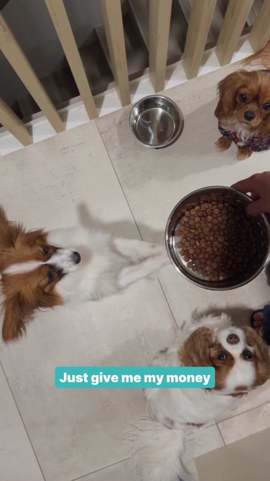 Post 10 by Pet Circle on TikTok (video)
