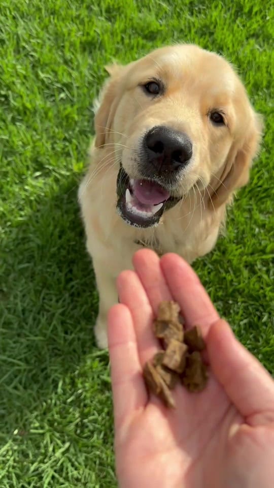 Post 5 by Pet Circle on TikTok (video)