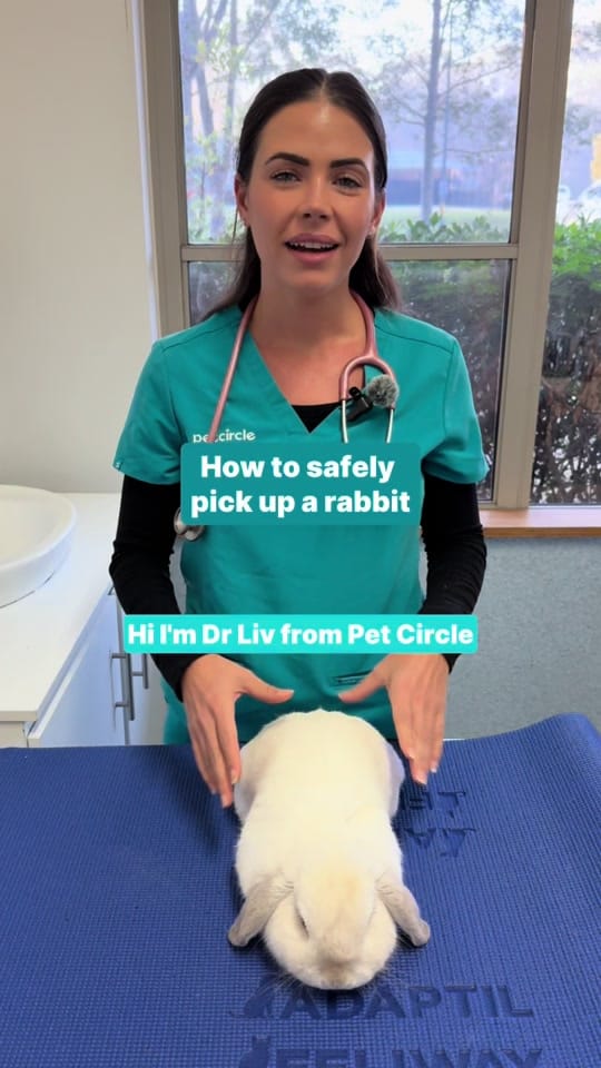 Post 8 by Pet Circle on TikTok (video)