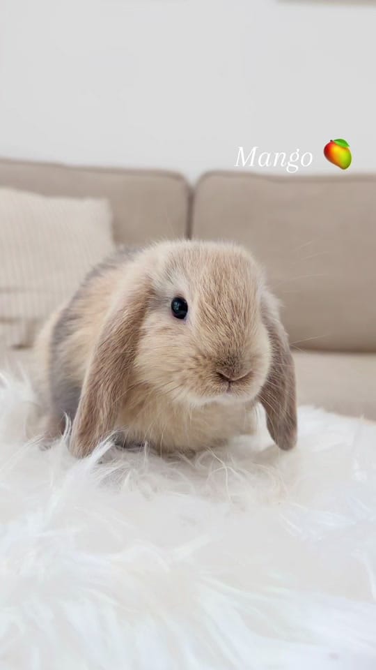 Post 1 by 🐰All Things Bunnies🐰 on TikTok (video)