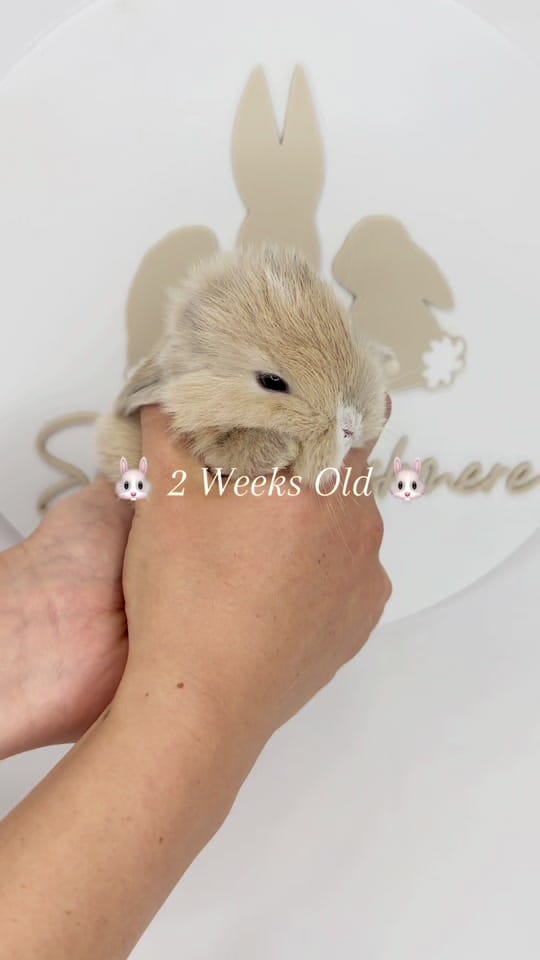 Post 3 by 🐰All Things Bunnies🐰 on TikTok (video)