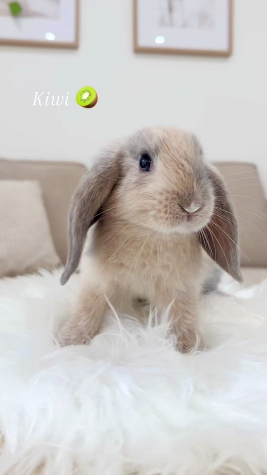 Post 5 by 🐰All Things Bunnies🐰 on TikTok (video)