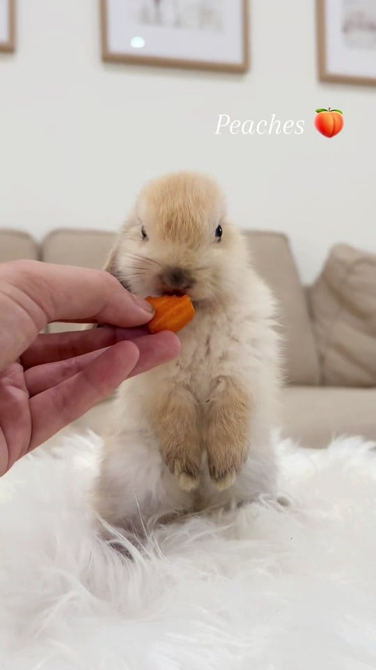 Post 2 by 🐰All Things Bunnies🐰 on TikTok (video)
