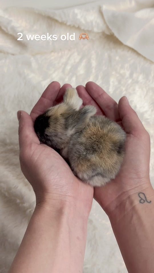 Post 10 by 🐰All Things Bunnies🐰 on TikTok (video)