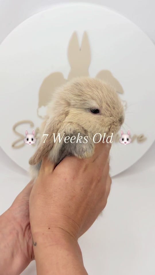 Post 6 by 🐰All Things Bunnies🐰 on TikTok (video)