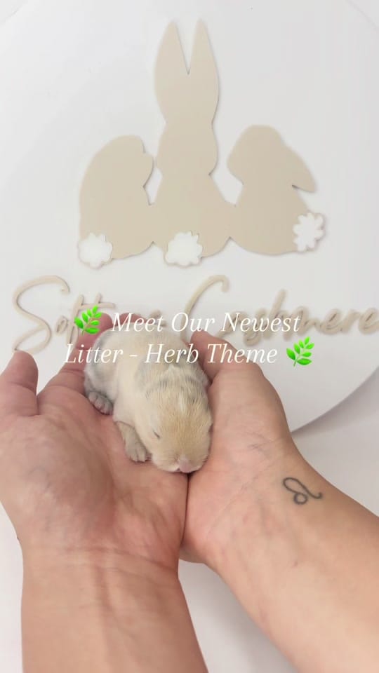 Post 4 by 🐰All Things Bunnies🐰 on TikTok (video)