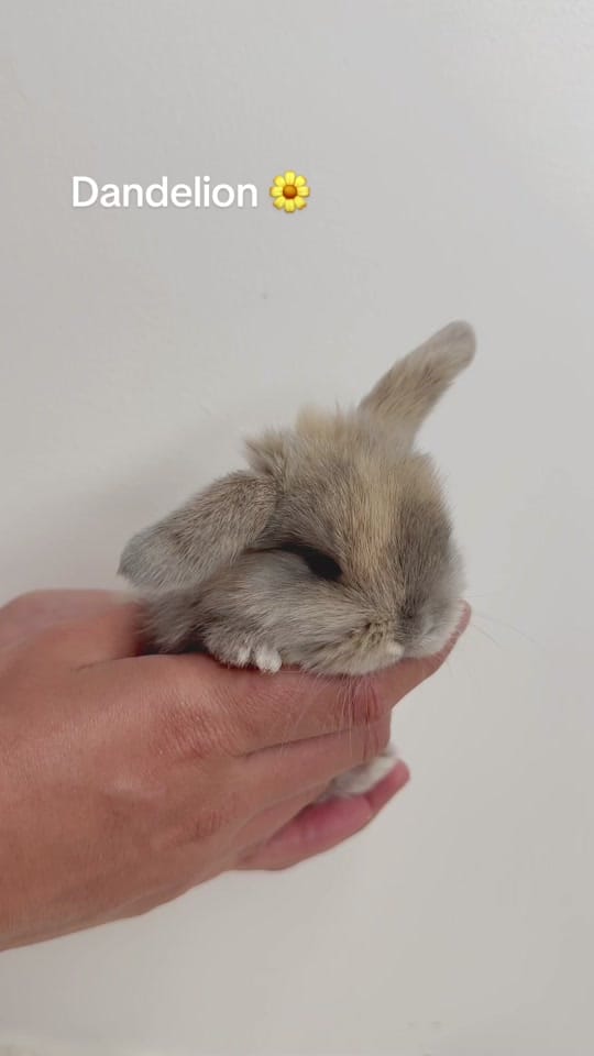 Post 9 by 🐰All Things Bunnies🐰 on TikTok (video)