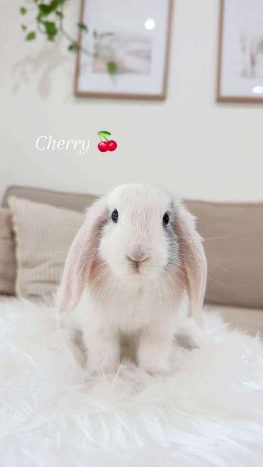 Post 7 by 🐰All Things Bunnies🐰 on TikTok (video)