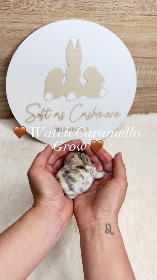Post 8 by 🐰All Things Bunnies🐰 on TikTok (video)