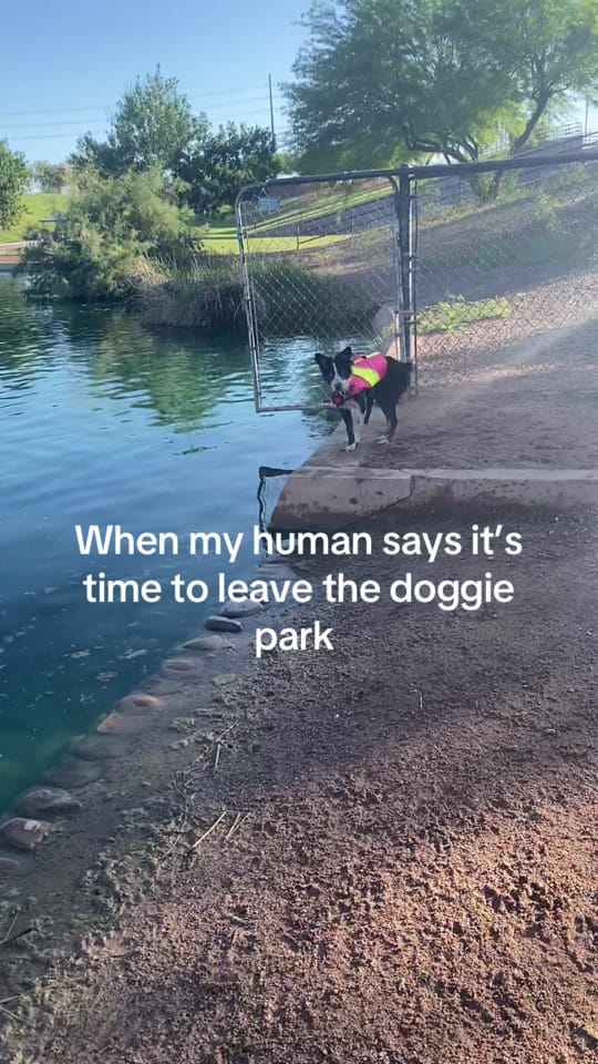 Post 10 by life.with.lilo on TikTok (video)