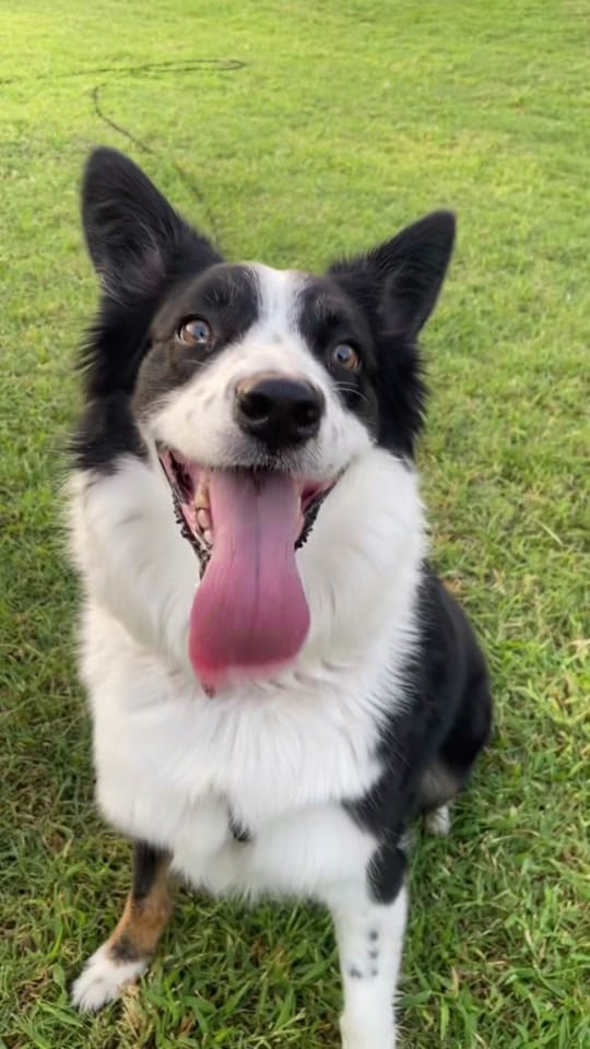 Post 7 by life.with.lilo on TikTok (video)