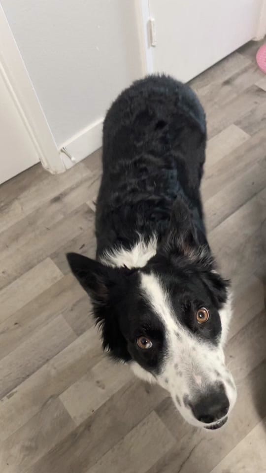 Post 1 by life.with.lilo on TikTok (video)