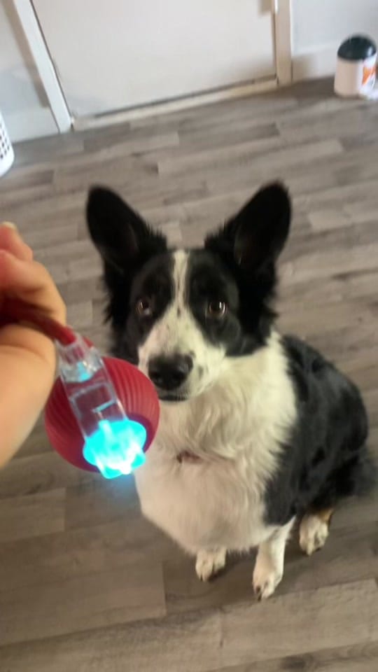 Post 4 by life.with.lilo on TikTok (video)