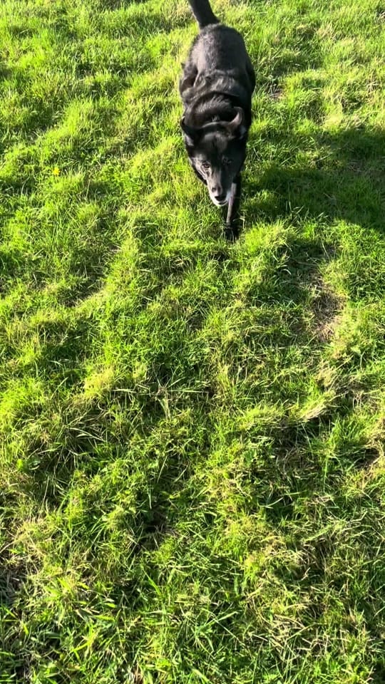 Post 3 by Rachel on TikTok (video)