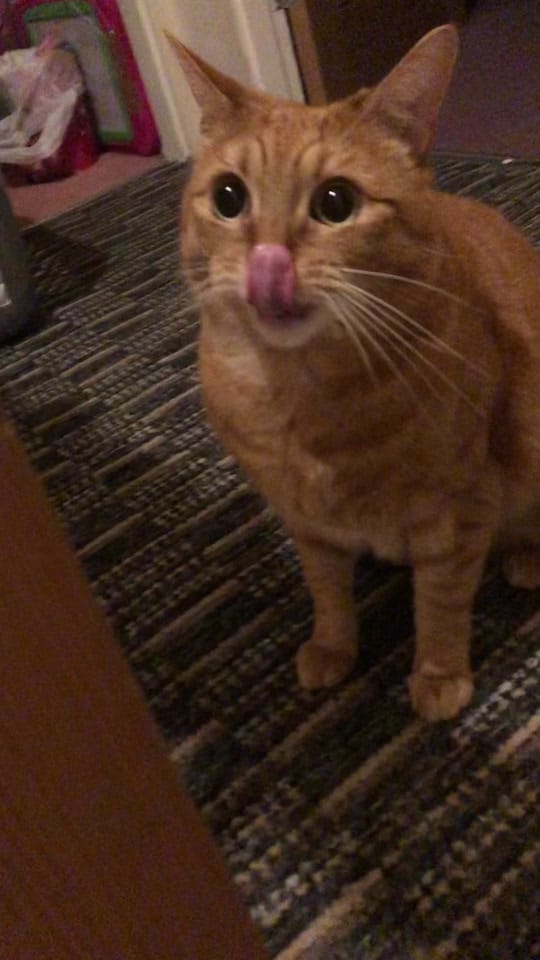 Post 6 by Rachel on TikTok (video)