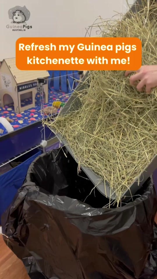 Post 4 by Guinea Pigs Australia on TikTok (video)