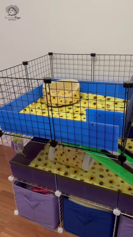 Post 10 by Guinea Pigs Australia on TikTok (video)