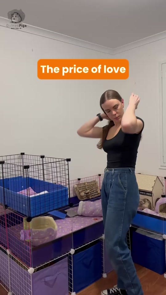 Post 6 by Guinea Pigs Australia on TikTok (video)