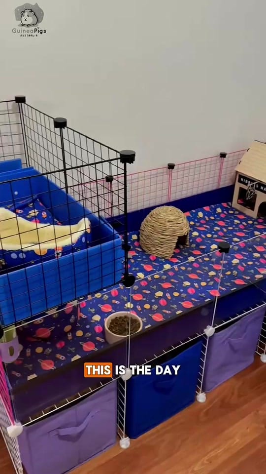 Post 2 by Guinea Pigs Australia on TikTok (video)