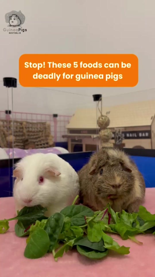 Post 1 by Guinea Pigs Australia on TikTok (video)