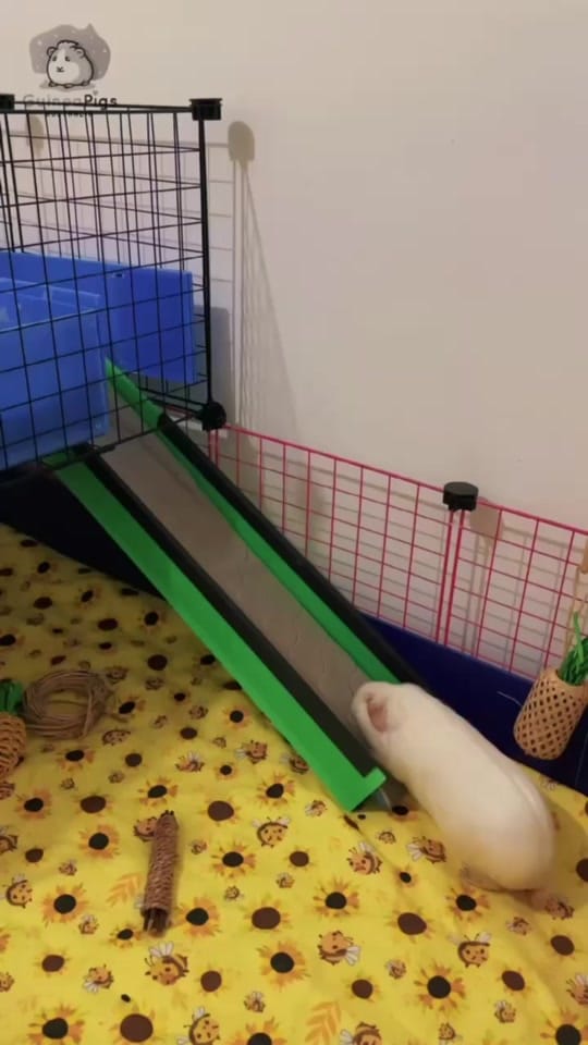Post 9 by Guinea Pigs Australia on TikTok (video)