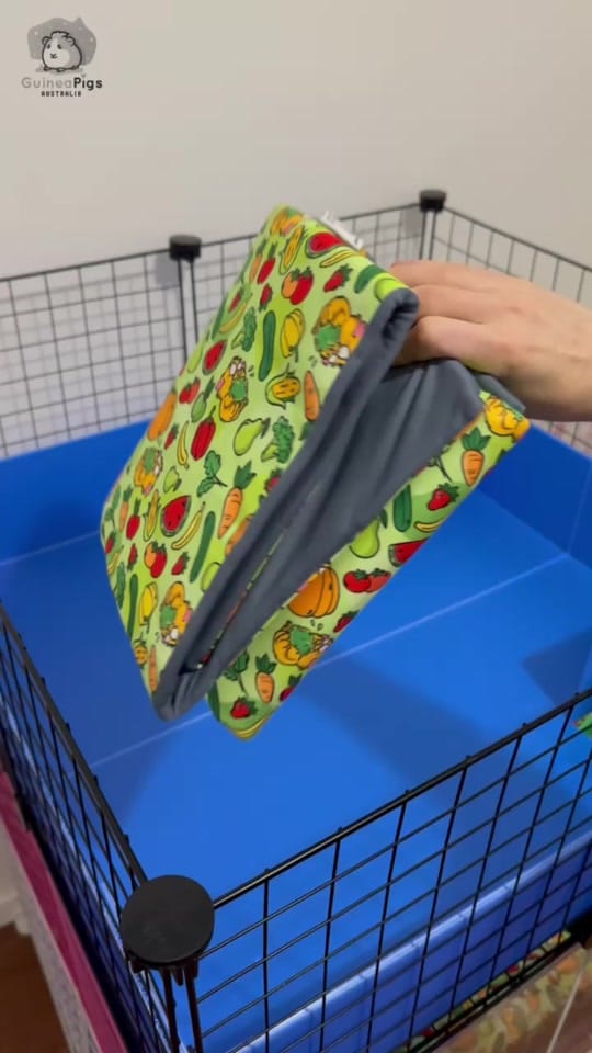 Post 8 by Guinea Pigs Australia on TikTok (video)