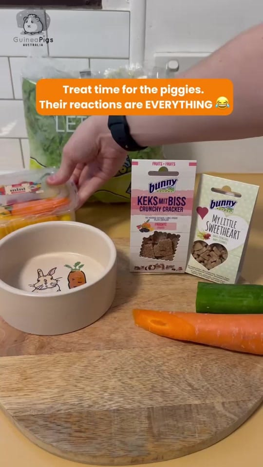 Post 3 by Guinea Pigs Australia on TikTok (video)
