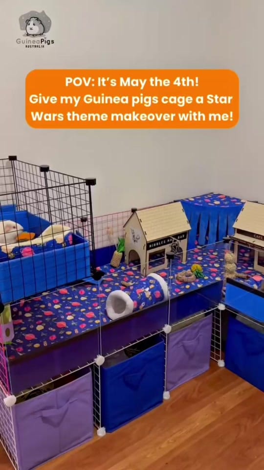 Post 7 by Guinea Pigs Australia on TikTok (video)