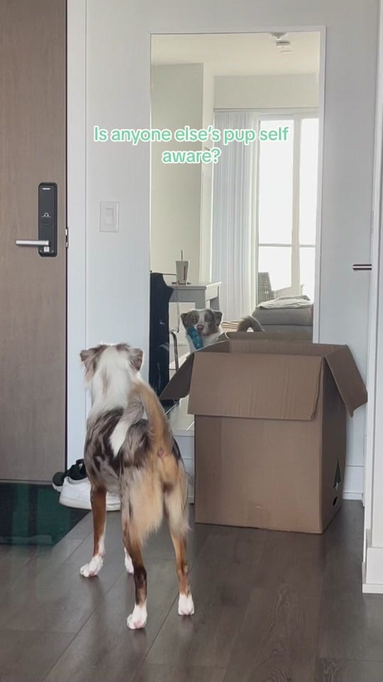 Post 4 by AllForPenny on TikTok (video)