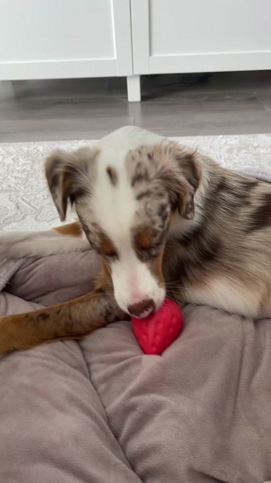 Post 8 by AllForPenny on TikTok (video)