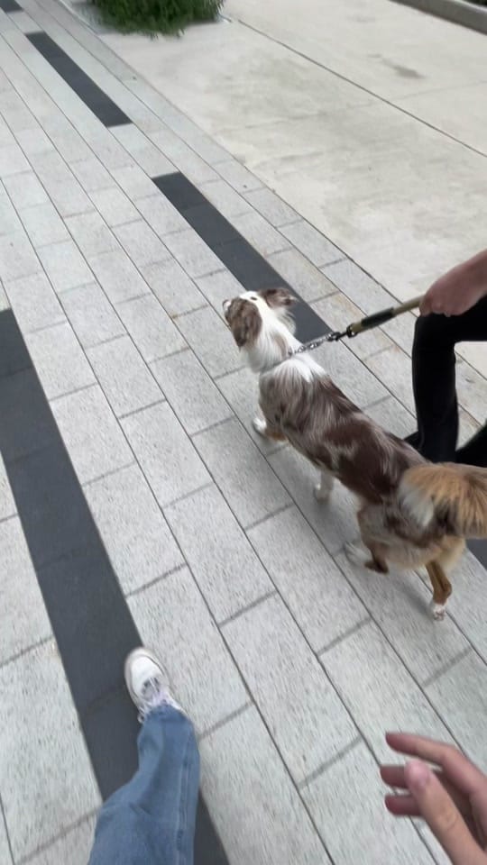 Post 7 by AllForPenny on TikTok (video)