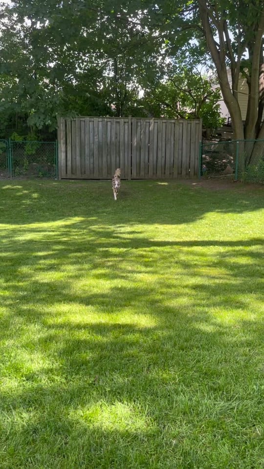 Post 5 by AllForPenny on TikTok (video)