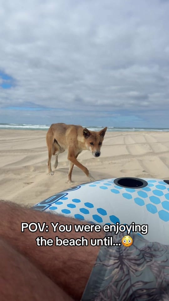Post 7 by Rugged Campers on TikTok (video)