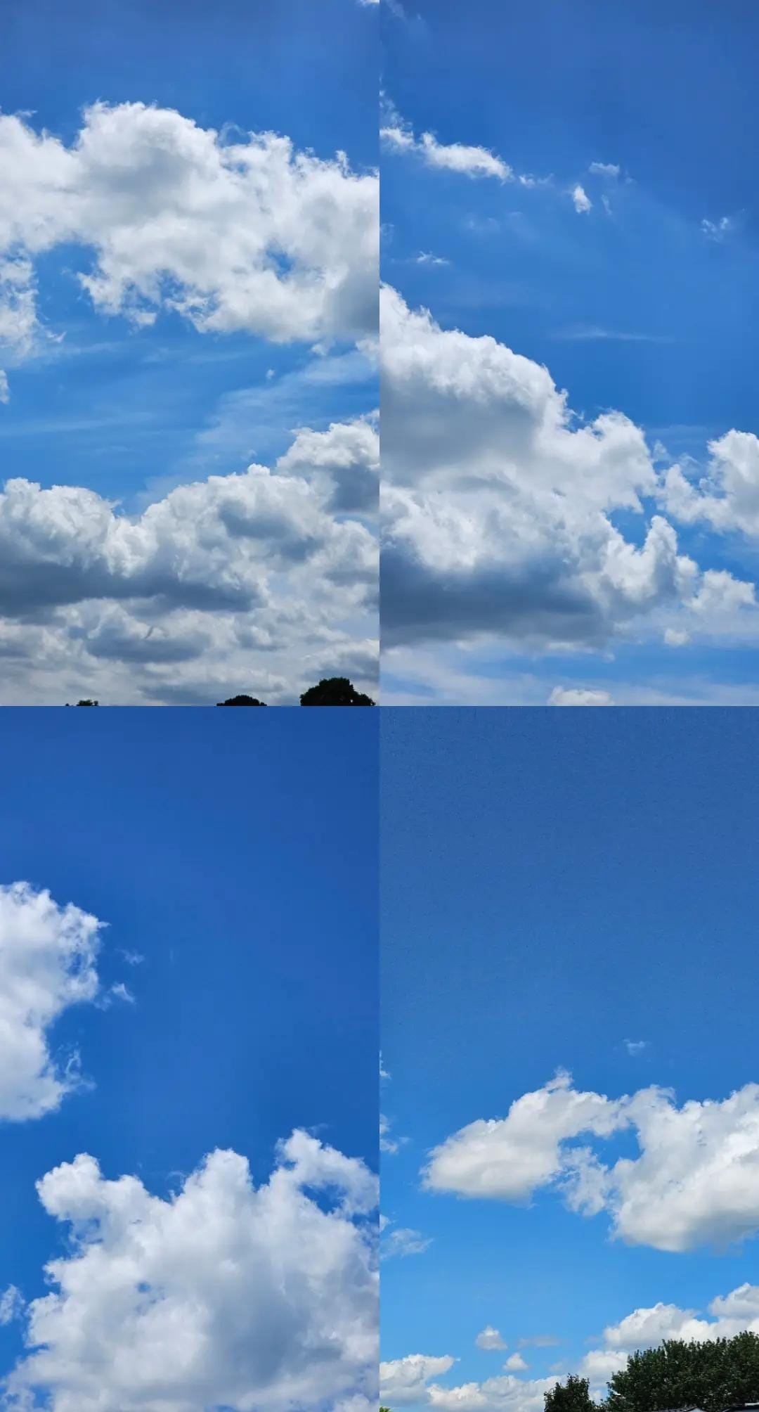 Post 7 by Joanne dog mom on TikTok (video)
