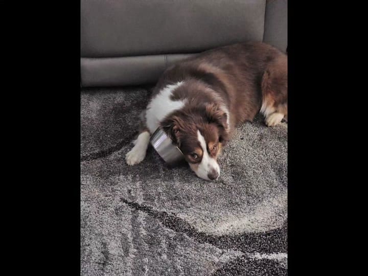 Post 2 by Joanne dog mom on TikTok (video)
