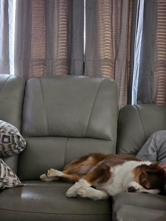Post 4 by Joanne dog mom on TikTok (video)