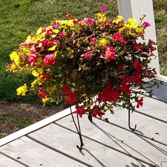 Post 5 by Joanne dog mom on TikTok (video)