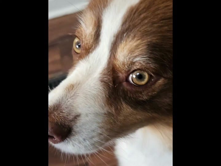 Post 6 by Joanne dog mom on TikTok (video)