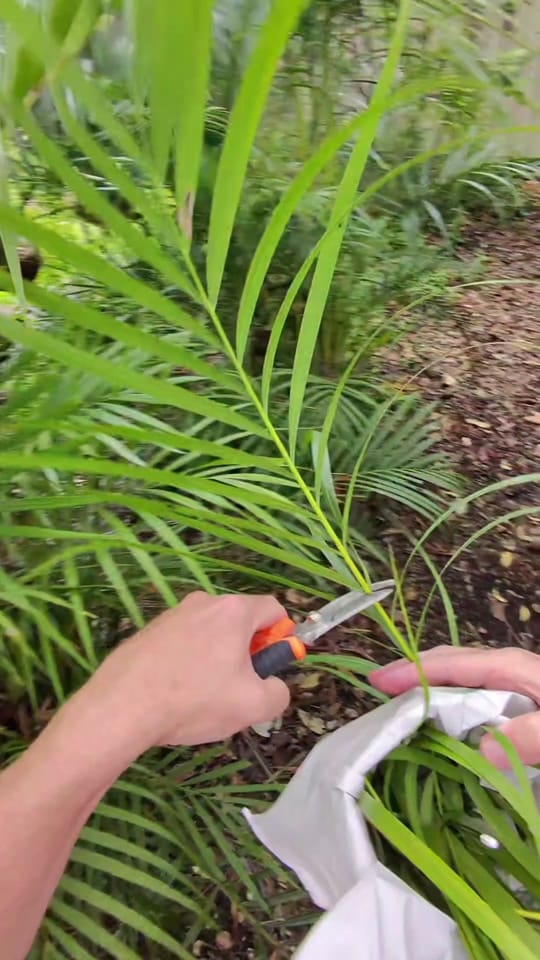 Post 9 by Queenslander Aviaries on TikTok (video)