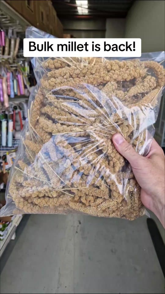 Post 10 by Queenslander Aviaries on TikTok (video)