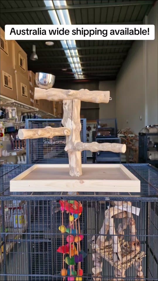 Post 5 by Queenslander Aviaries on TikTok (video)