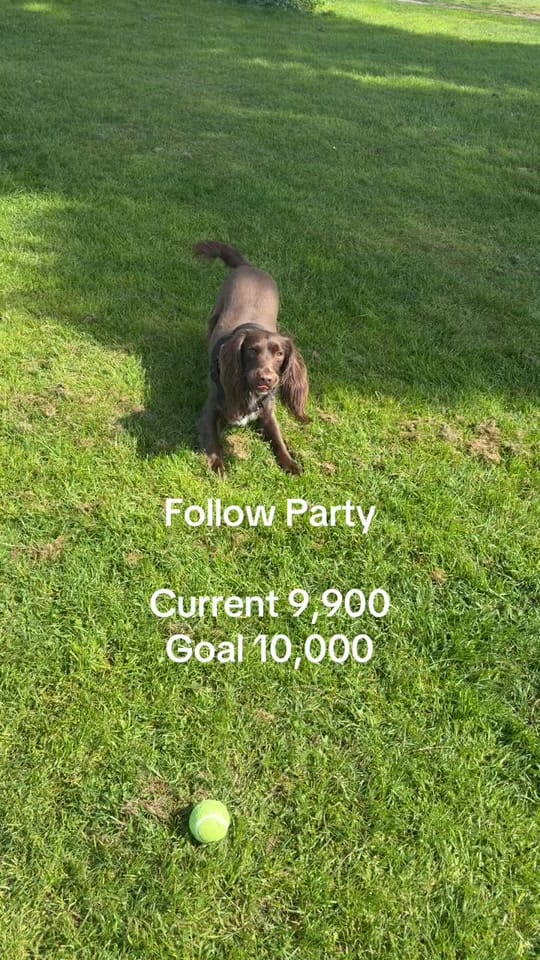 Post 6 by Chloe & Sydney Adventures on TikTok (video)