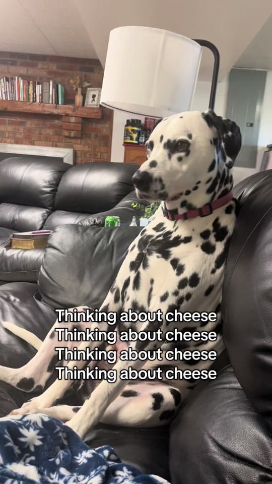 Post 1 by Sydney Mae Champion Wells on TikTok (video)