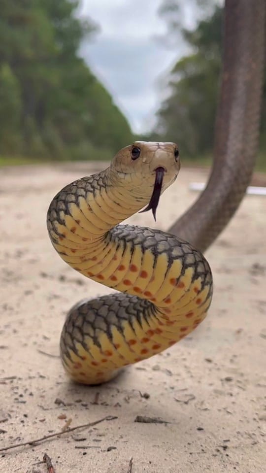 Post 4 by Stuart McKenzie on TikTok (video)