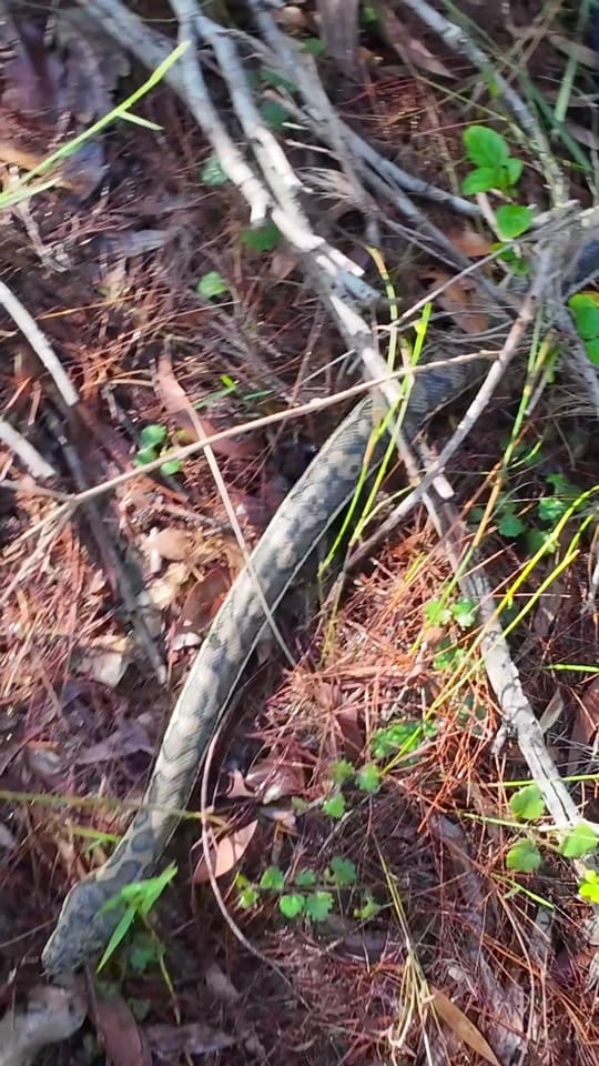 Post 5 by Stuart McKenzie on TikTok (video)