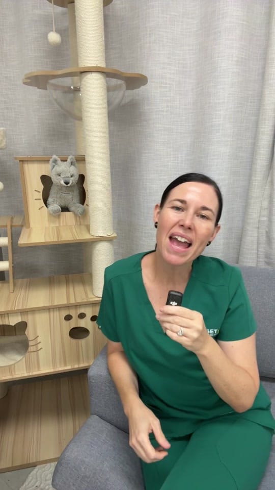 Post 5 by Budget Pet Products on TikTok (video)