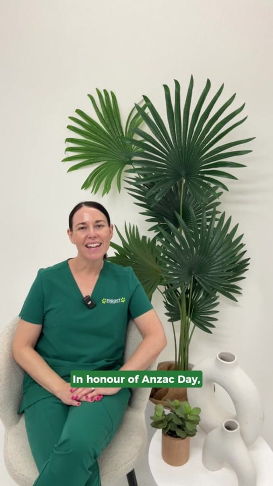 Post 8 by Budget Pet Products on TikTok (video)