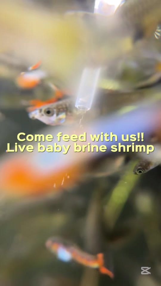 Post 10 by KeepingFishSimple on TikTok (video)